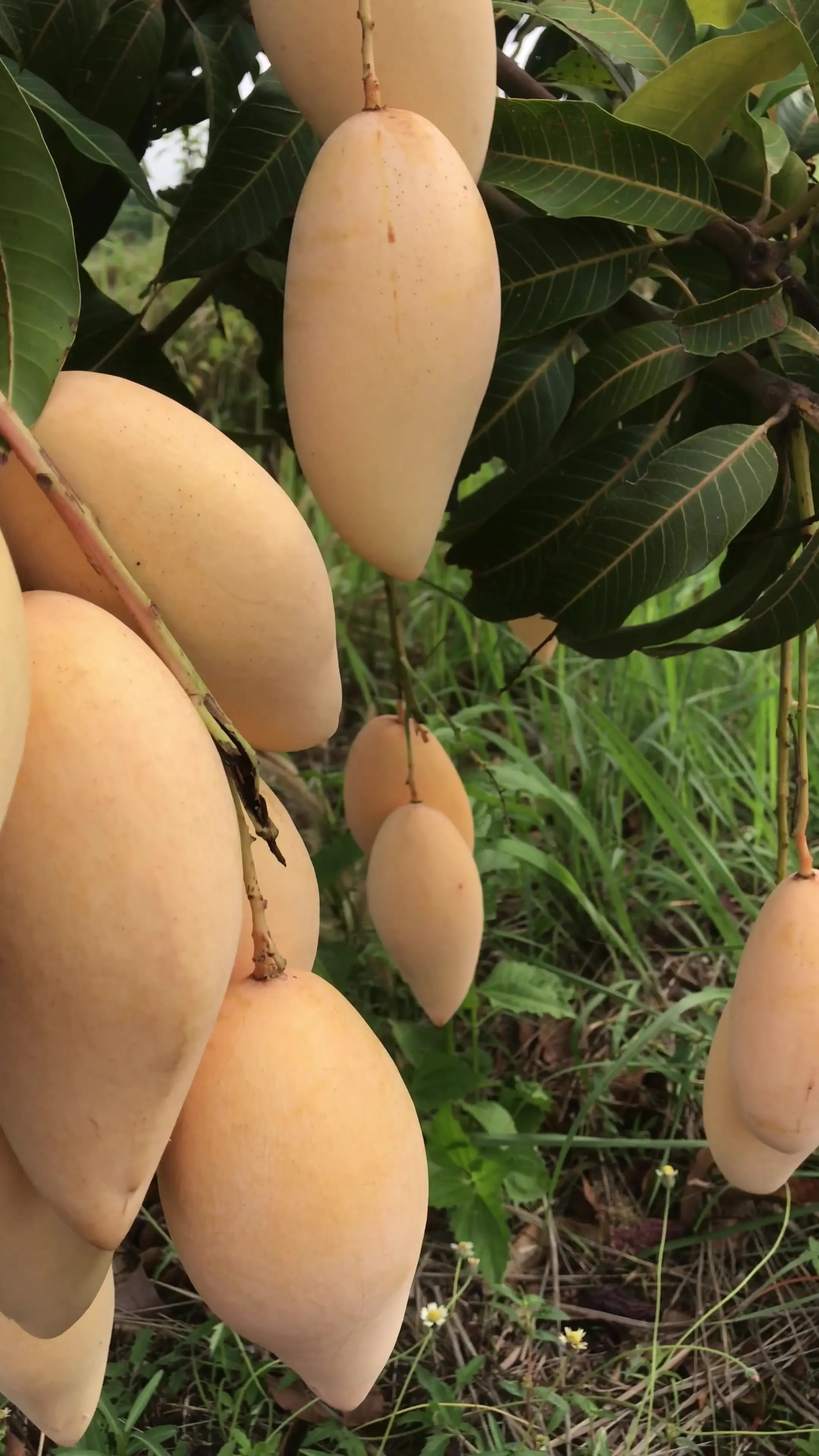 Ripe mangoes hanging from a tree
